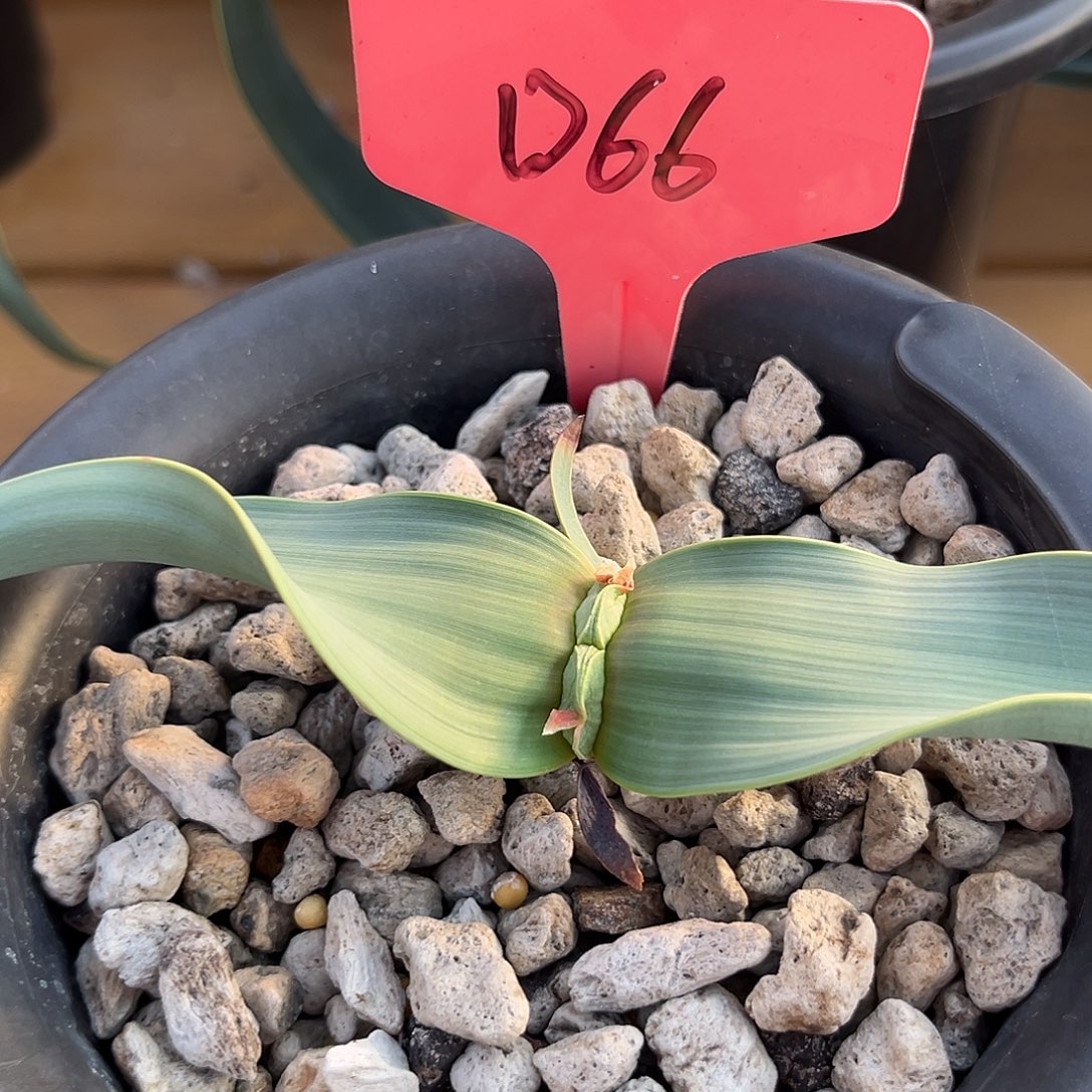 汤圆植物D66百岁兰