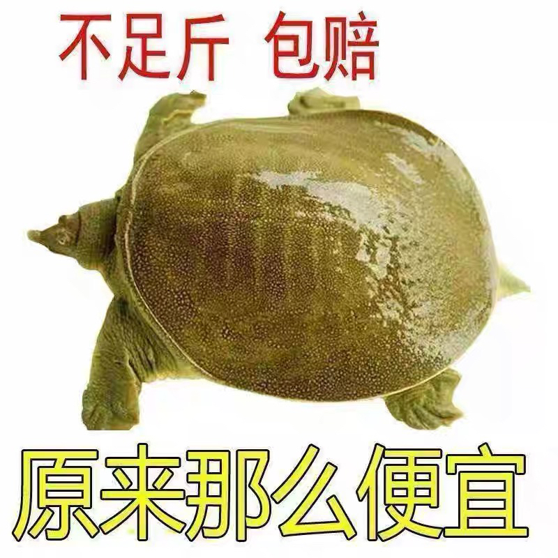 ［顺丰包邮］荷花塘土甲鱼包活发货