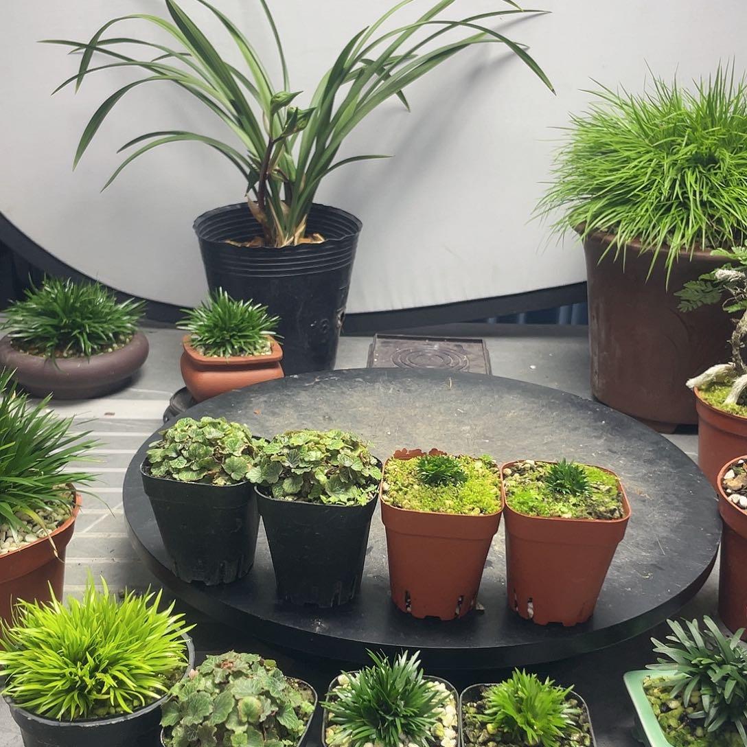 胡***明无花朵菖蒲小川虎耳组合