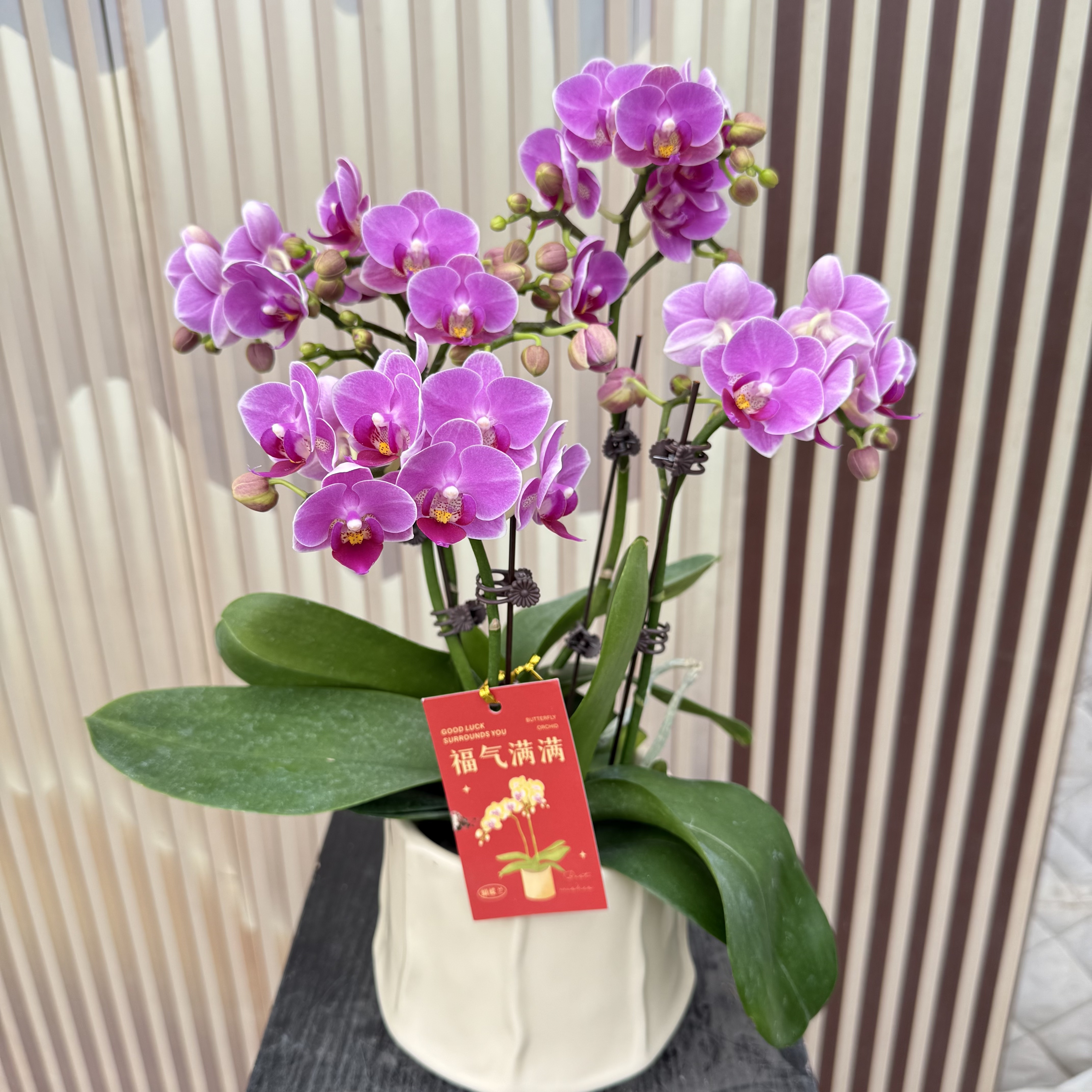 组盆装【汤圆】高品质蝴蝶兰 带花带苞发货 6-7个月花期