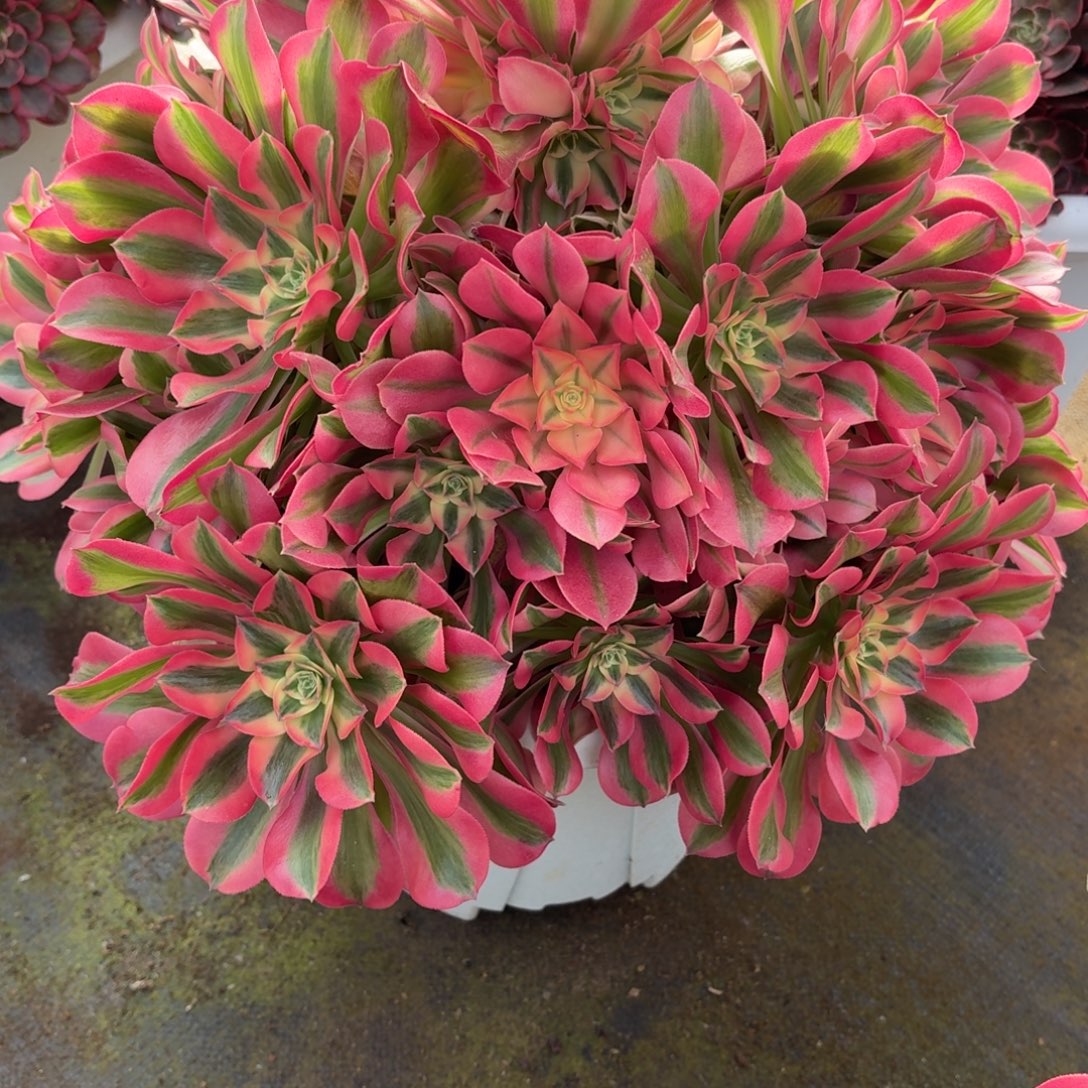 এ****31法师锦多肉1110女巫