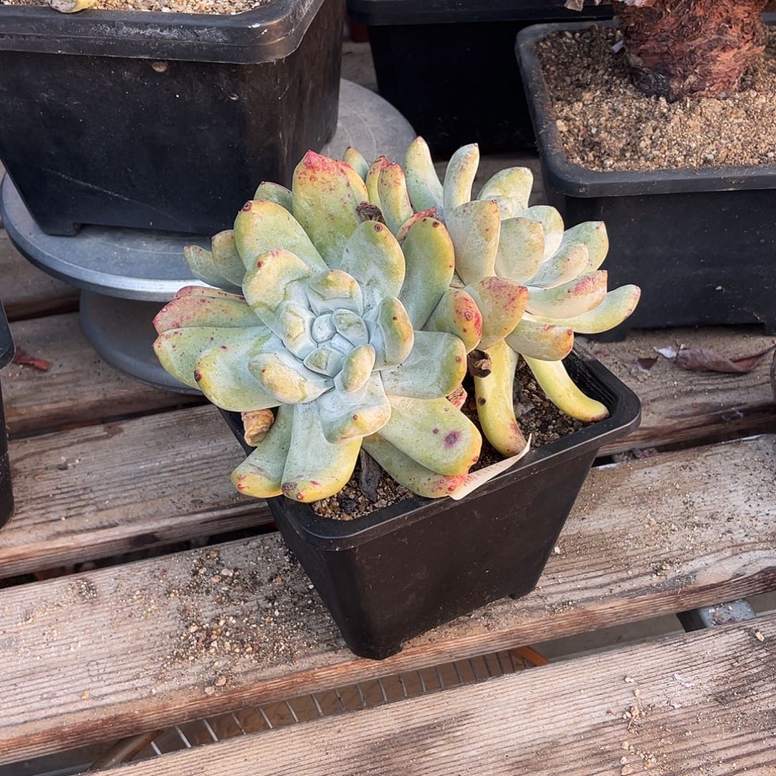 晨溪园艺仙女杯呀