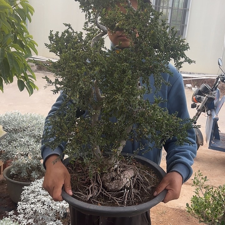 钱***皮无花朵哈哈哈哈哈哈