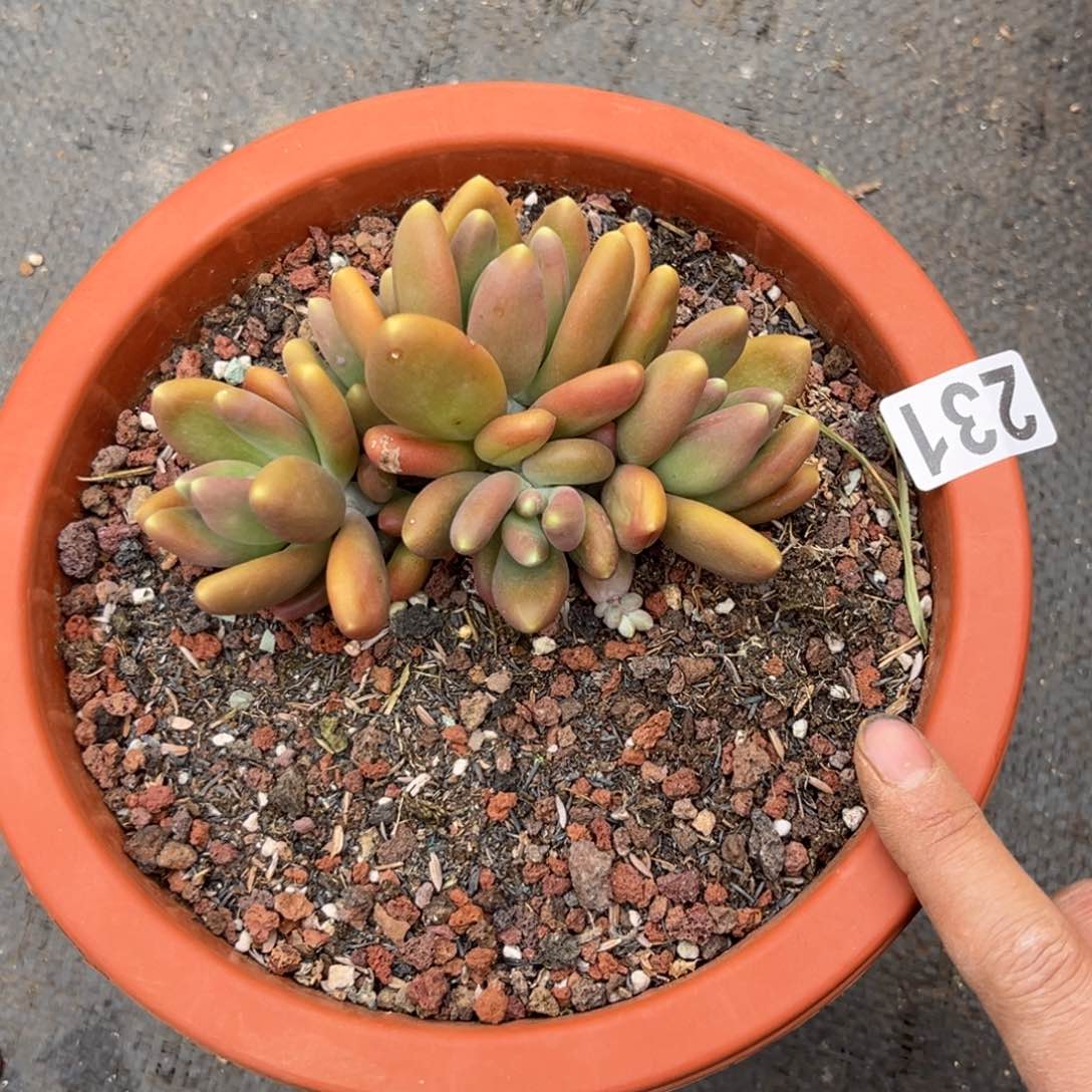 多肉植物金蟾231