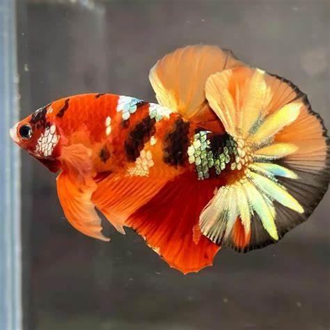 85-132号越南精品斗鱼婚纱鱼罐罐鱼越南子弹头彩糖将军