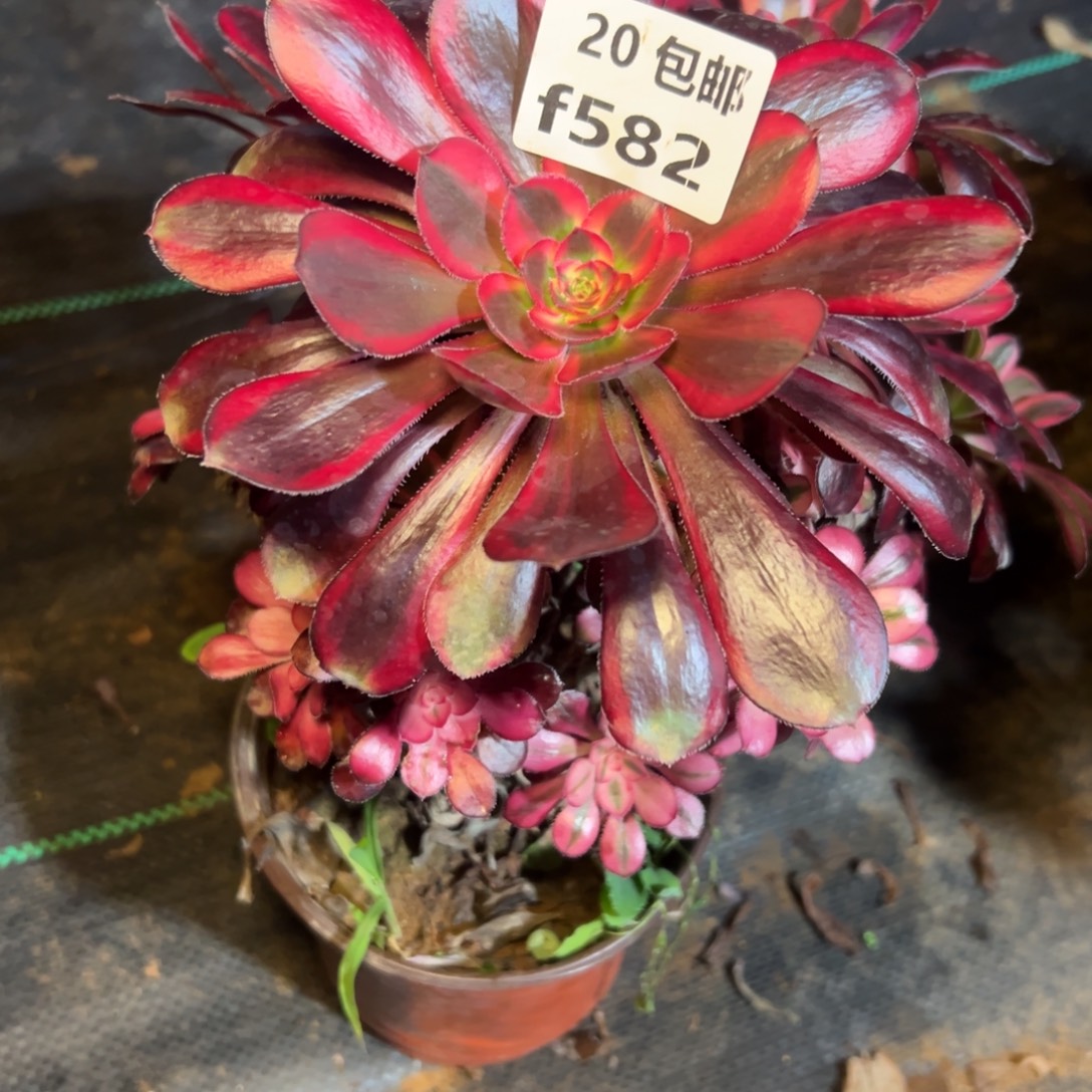 金****582香奶奶，满20包邮嘟叮熊