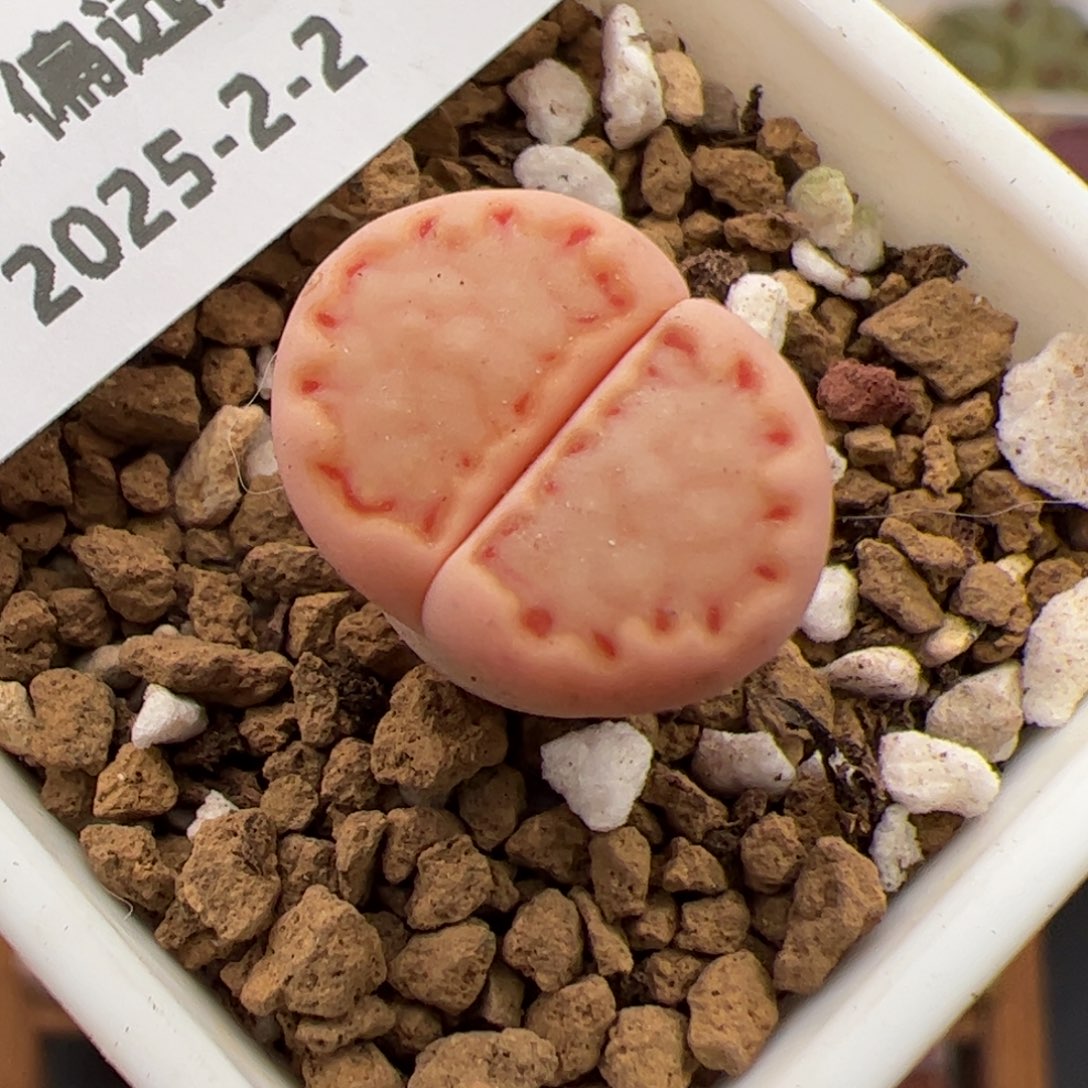 01035号Sk饼干多肉植物