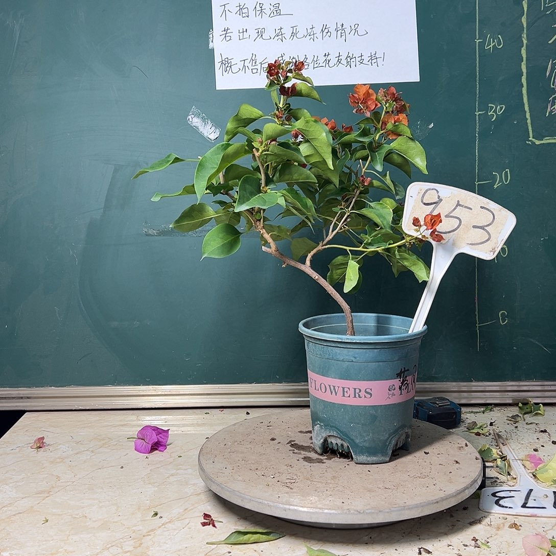 完全开放造型 落日 953