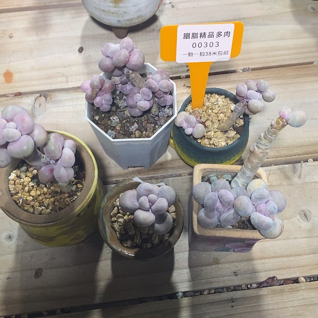 00303阿离v中介啊都去咯哦