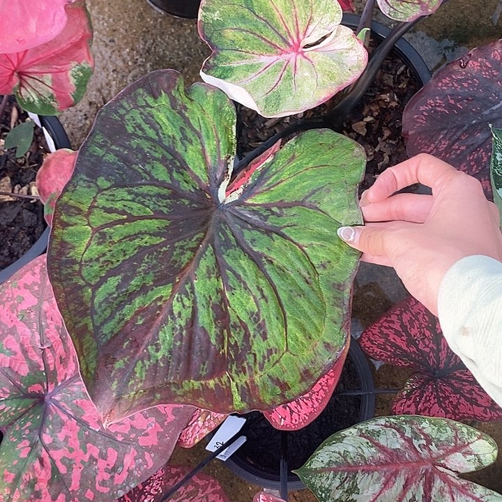 泰国彩叶 318-0203