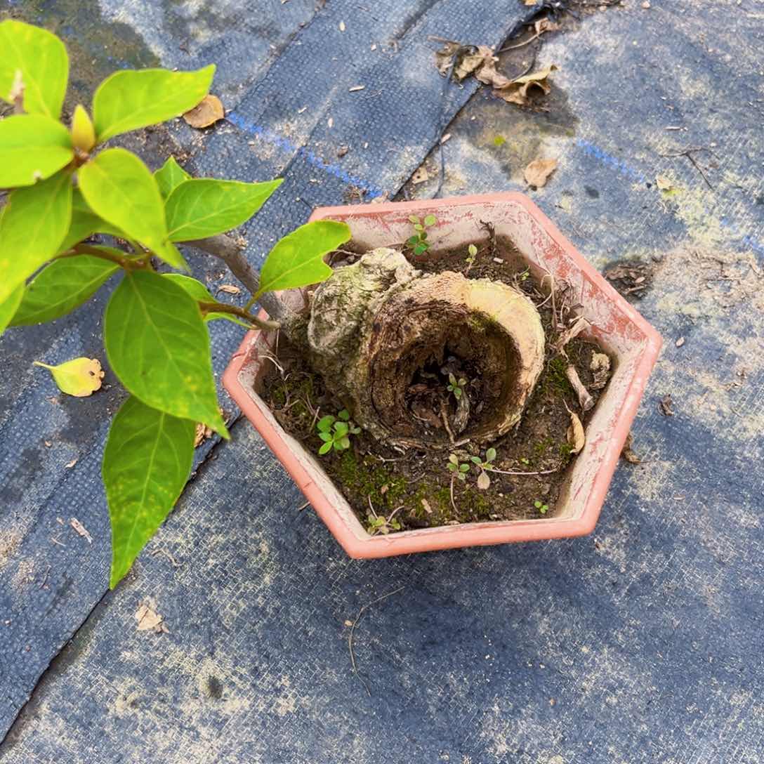 完全开放怪*爱三角梅