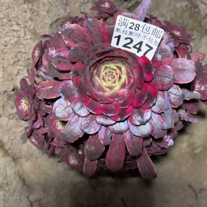 1247美姬多肉植物