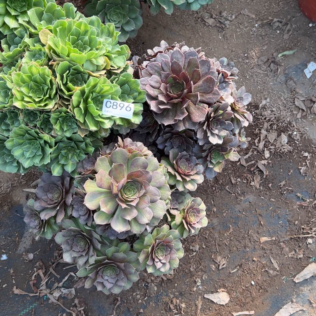 896三颗组合多肉植物
