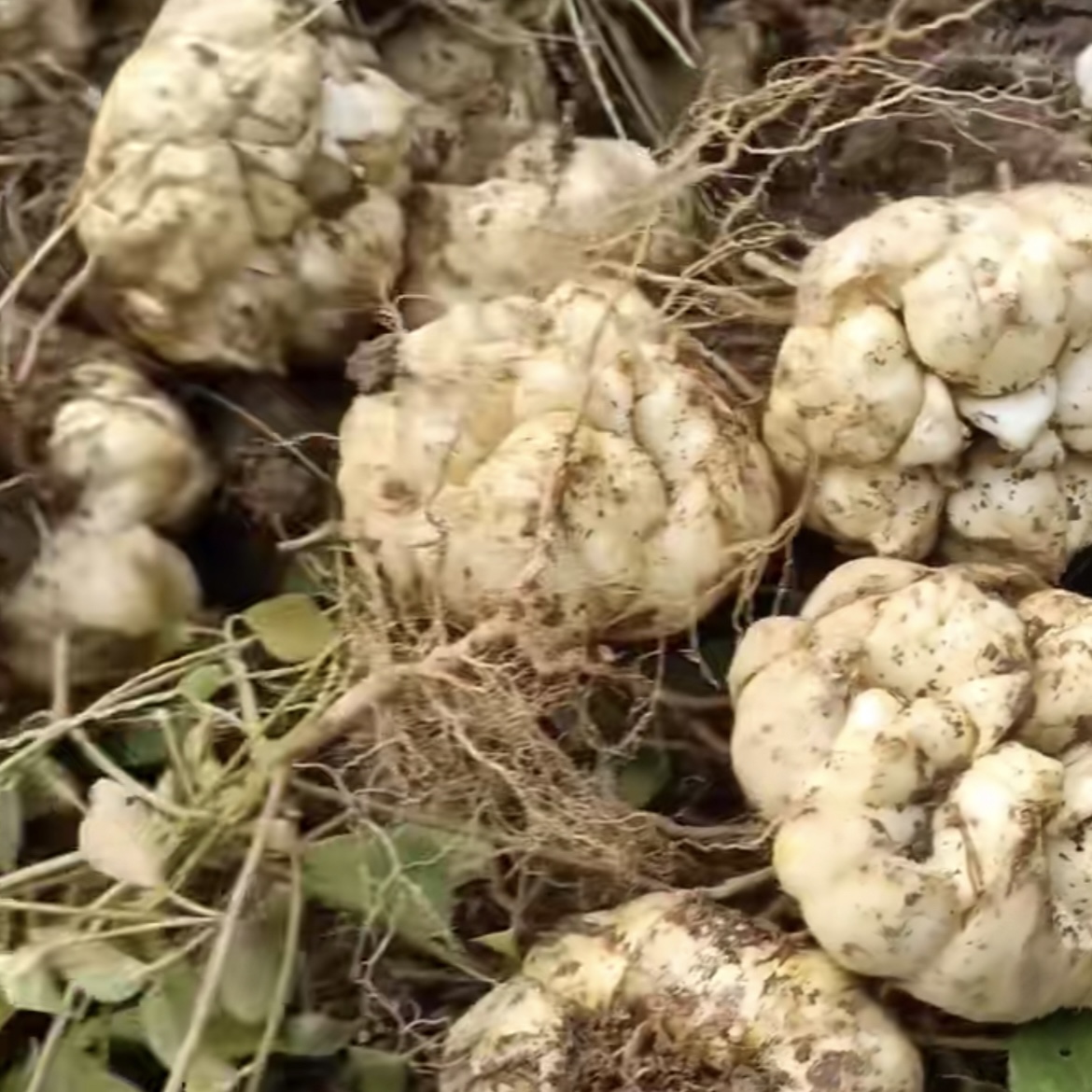 百合贵州山货农特产大山采挖煲汤珍品1斤起