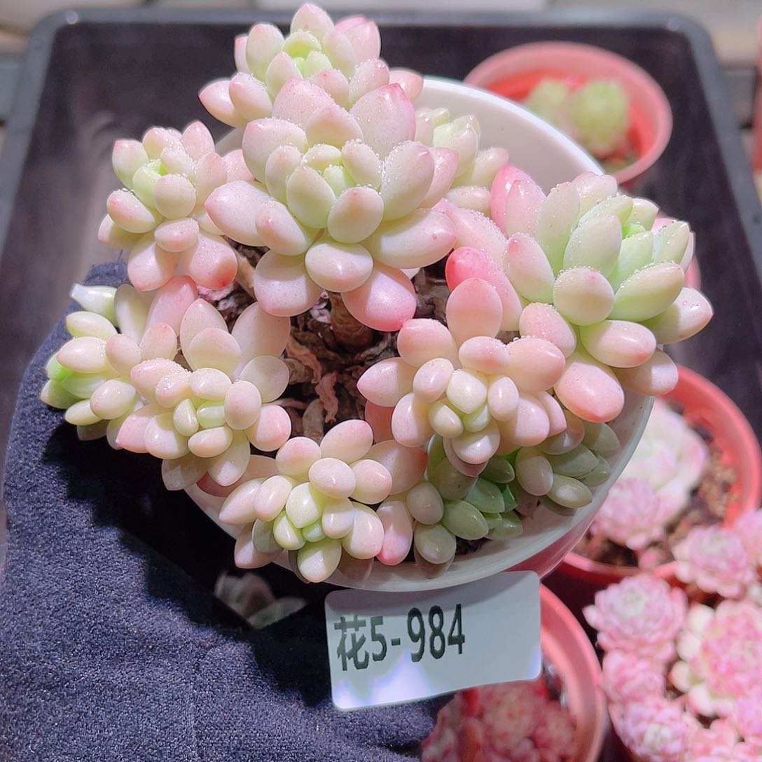 花利美5-984洛可可