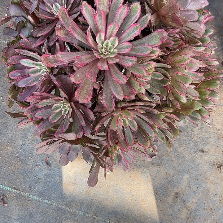 多肉植物紫霞仙子锦……