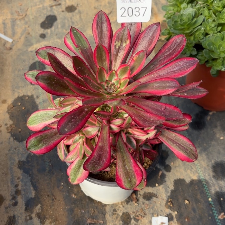 香奈儿多肉法师2037