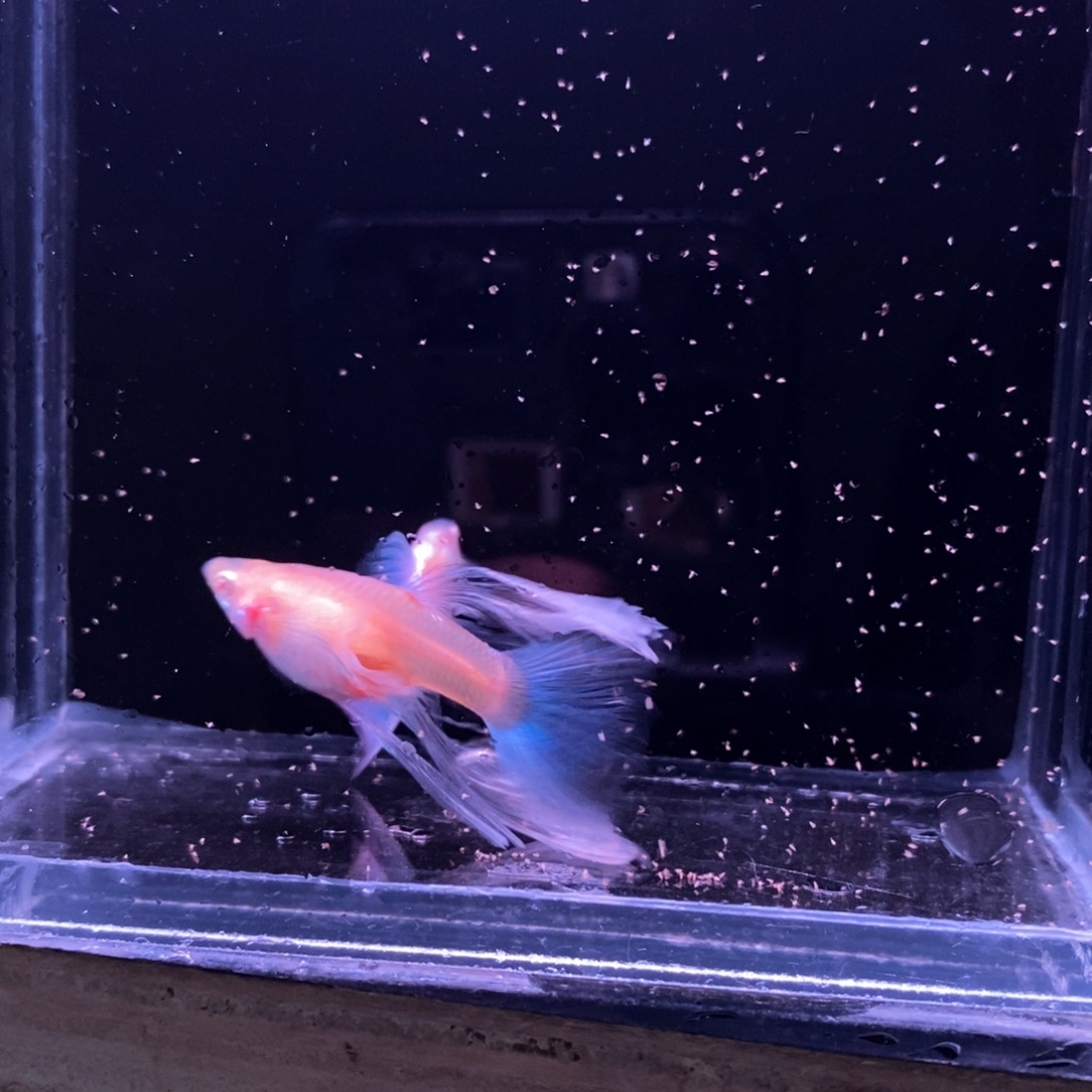 孔雀鱼蓝白绣球一对