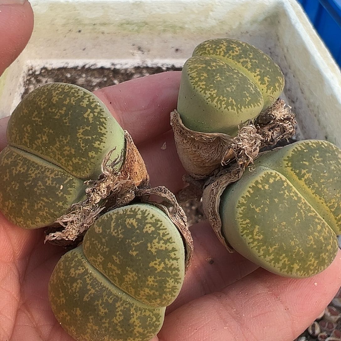 506超大绿紫勋两颗11111