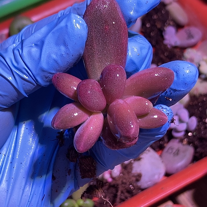 糖果美人锦多肉植物