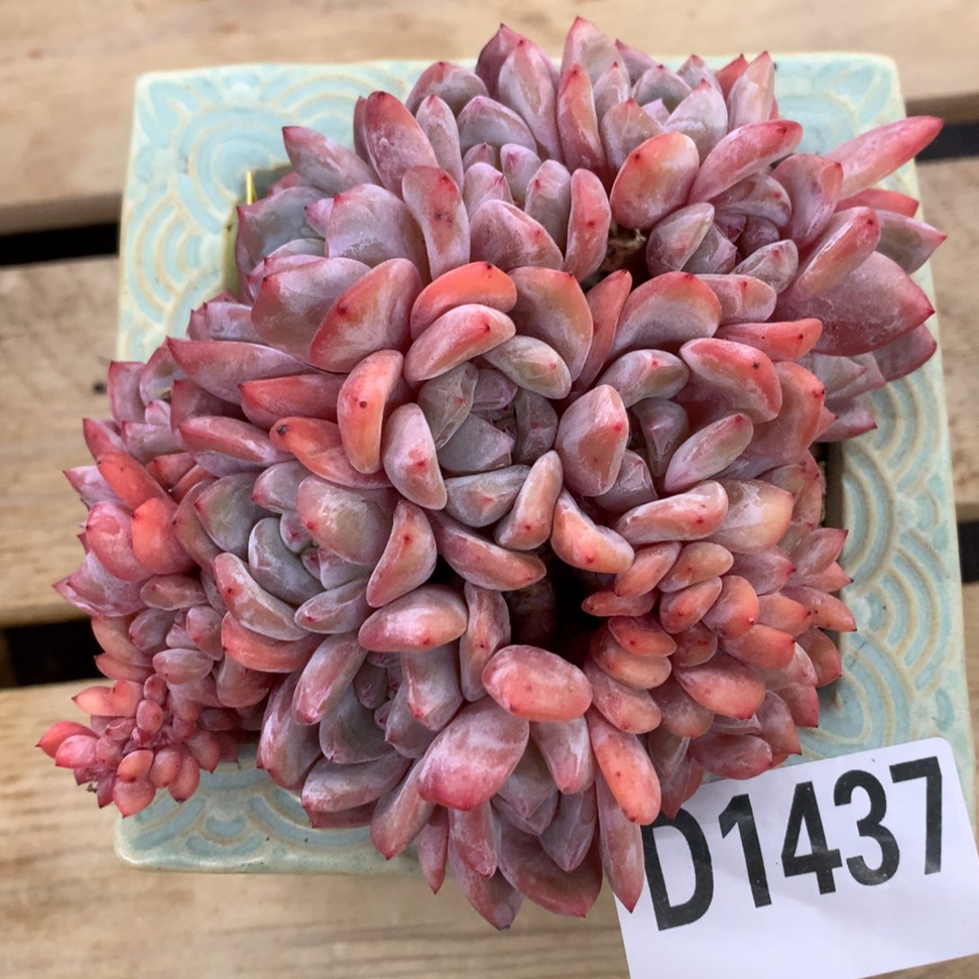 D1437逗号的多肉花园