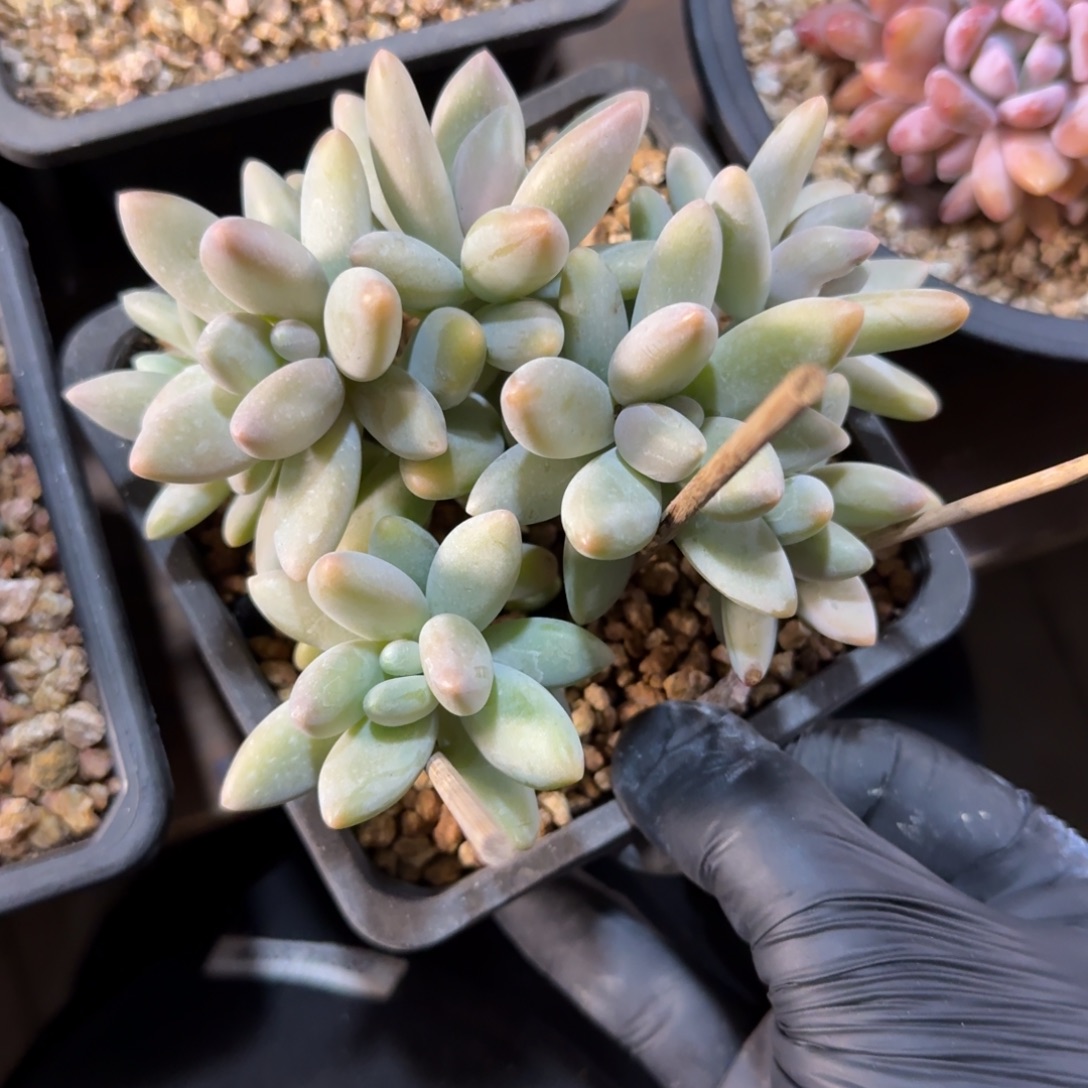 白兰地2222222222222222