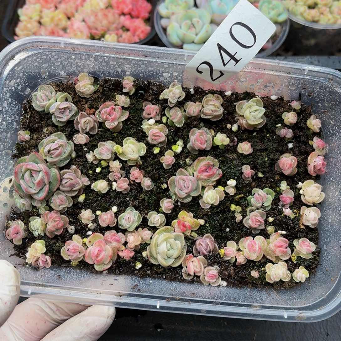 多肉植物多肉植物240