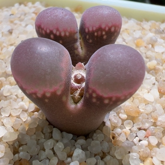 S w肯哈德一颗859。