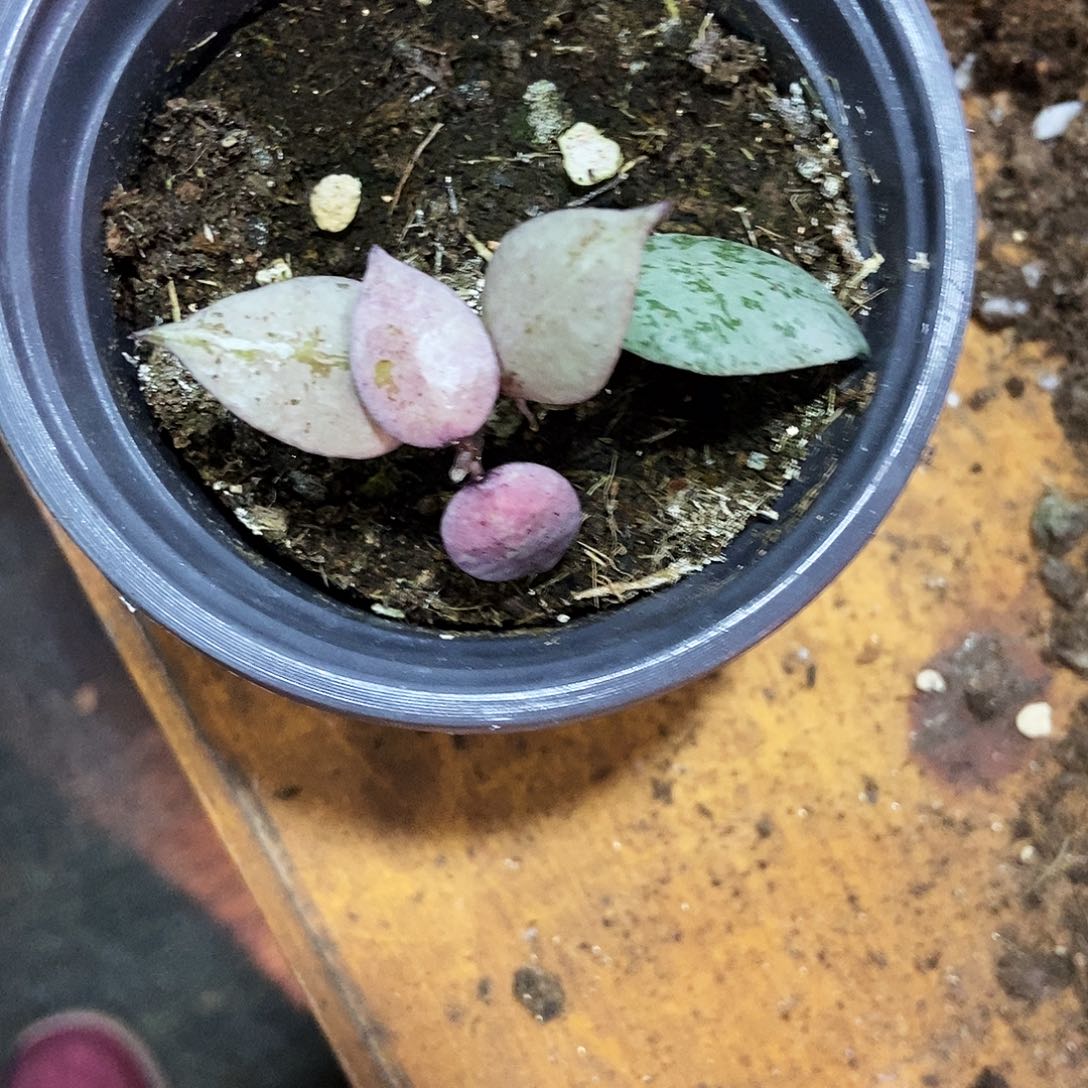 完全开放黑色极光