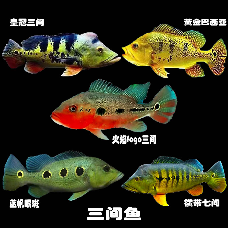 皇冠三间金老虎巴西亚蓝帆眼斑五间横带fogo佛歌热带观赏鱼活体