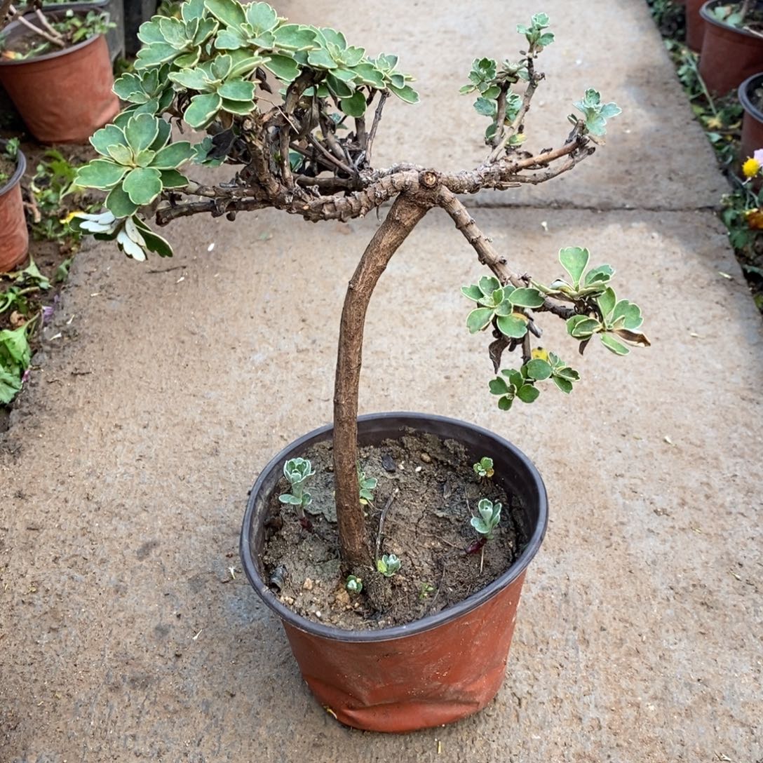 大***健无花朵根据盆景盆景25