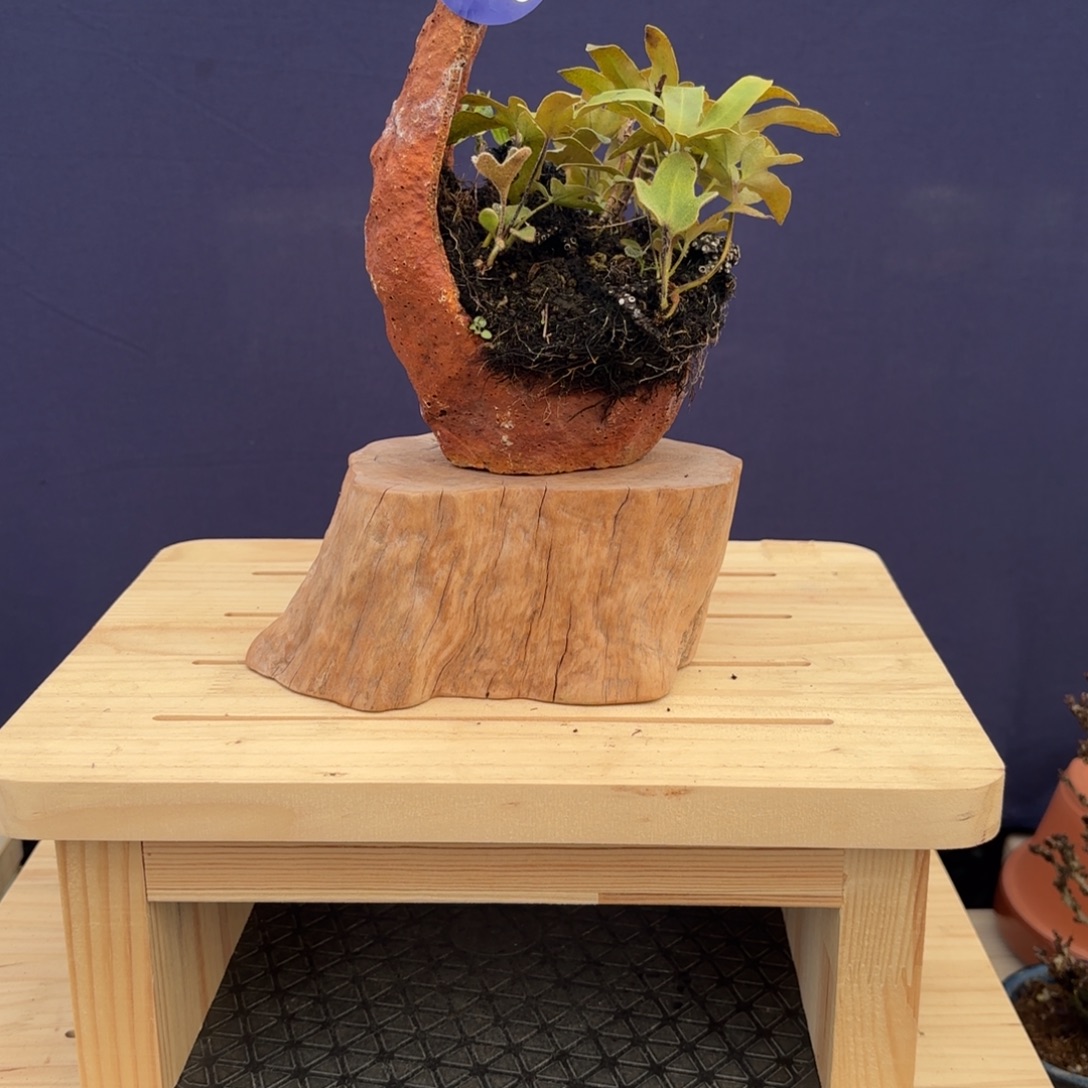 武***踪全场盆景743号包邮