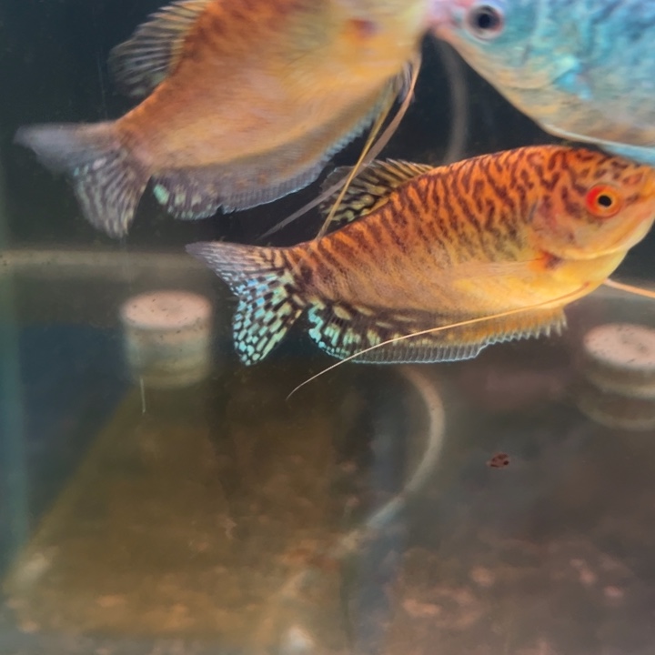 黄曼龙鱼曼龙3超好养
