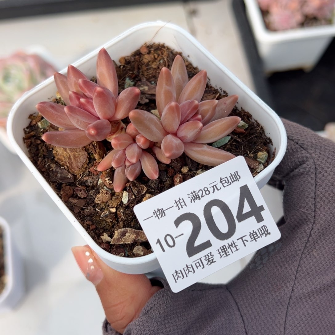 伊卡鲁斯多肉多肉多肉多肉