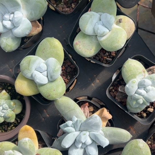 妖*谢谢宝～一物一拍2963