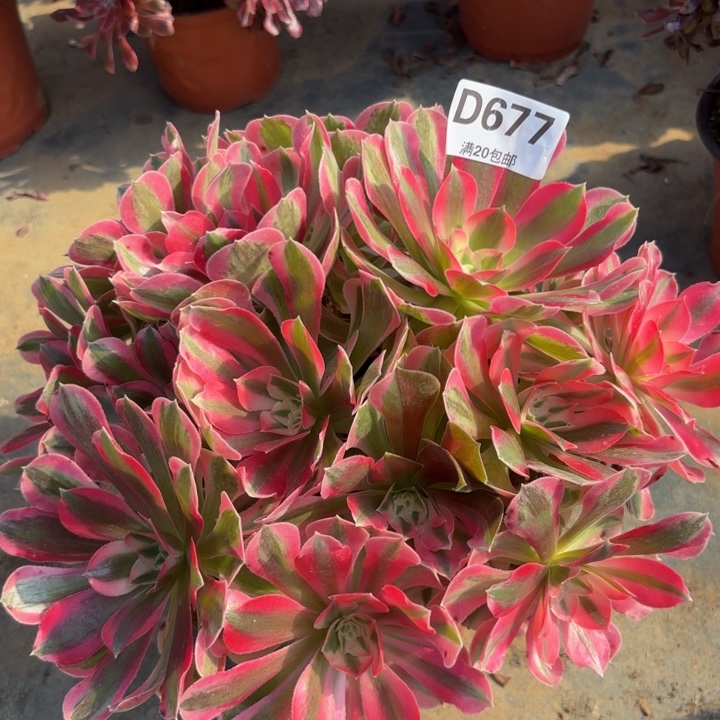 瑞妈多肉植物677.布