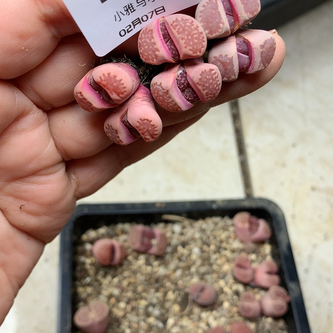 B315多肉植物保护研究所