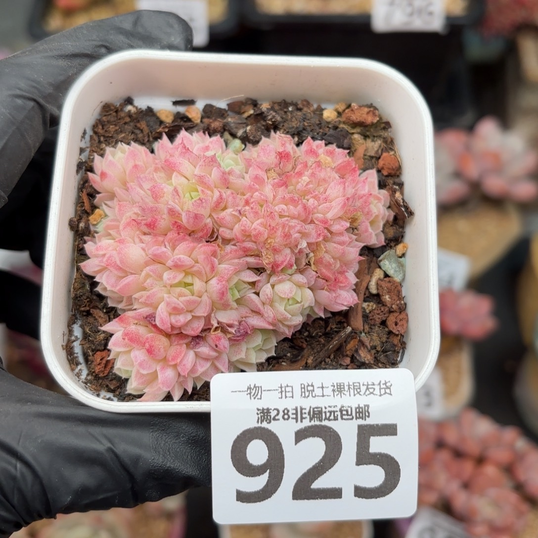 羊脂球缀化无盆土发货