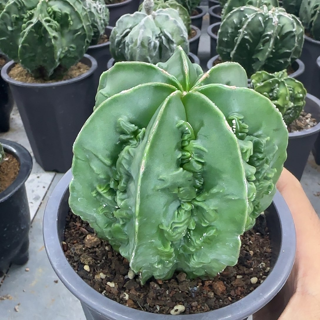 核桃鸾凤玉实生根001