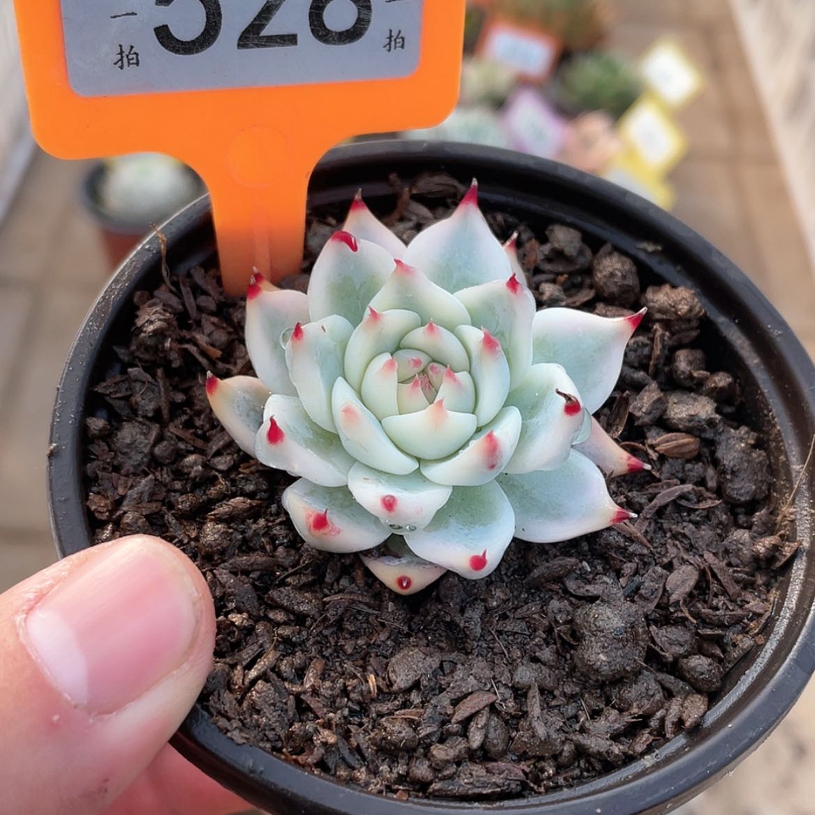 【闪购商品】528号