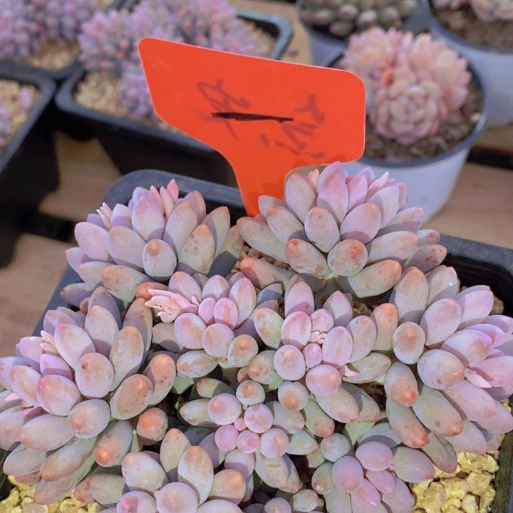 这么久不回来也没什么