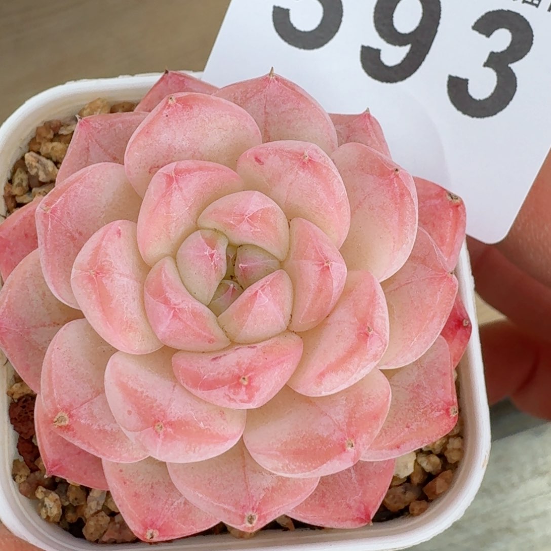 美心模特         精品多肉