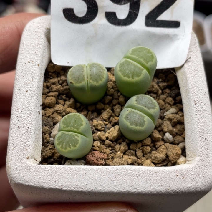 *****完全开放392绿菊带盆l