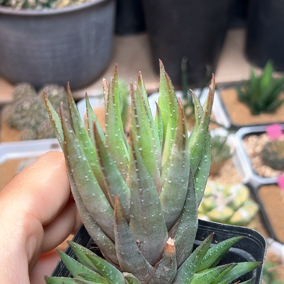 青桐硬叶十二卷一颗