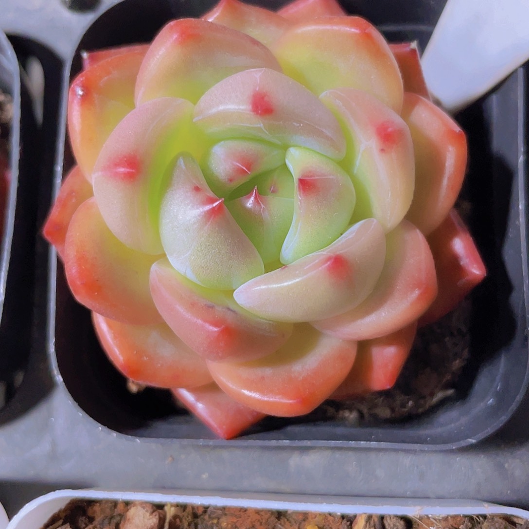 早安a066一物一拍