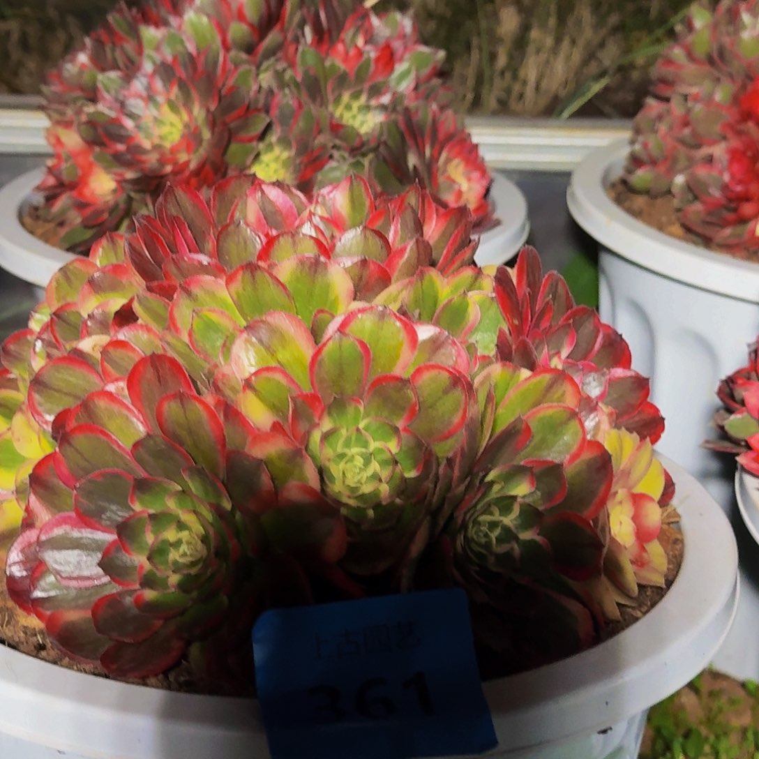 夏***冰上古园艺多肉法师361