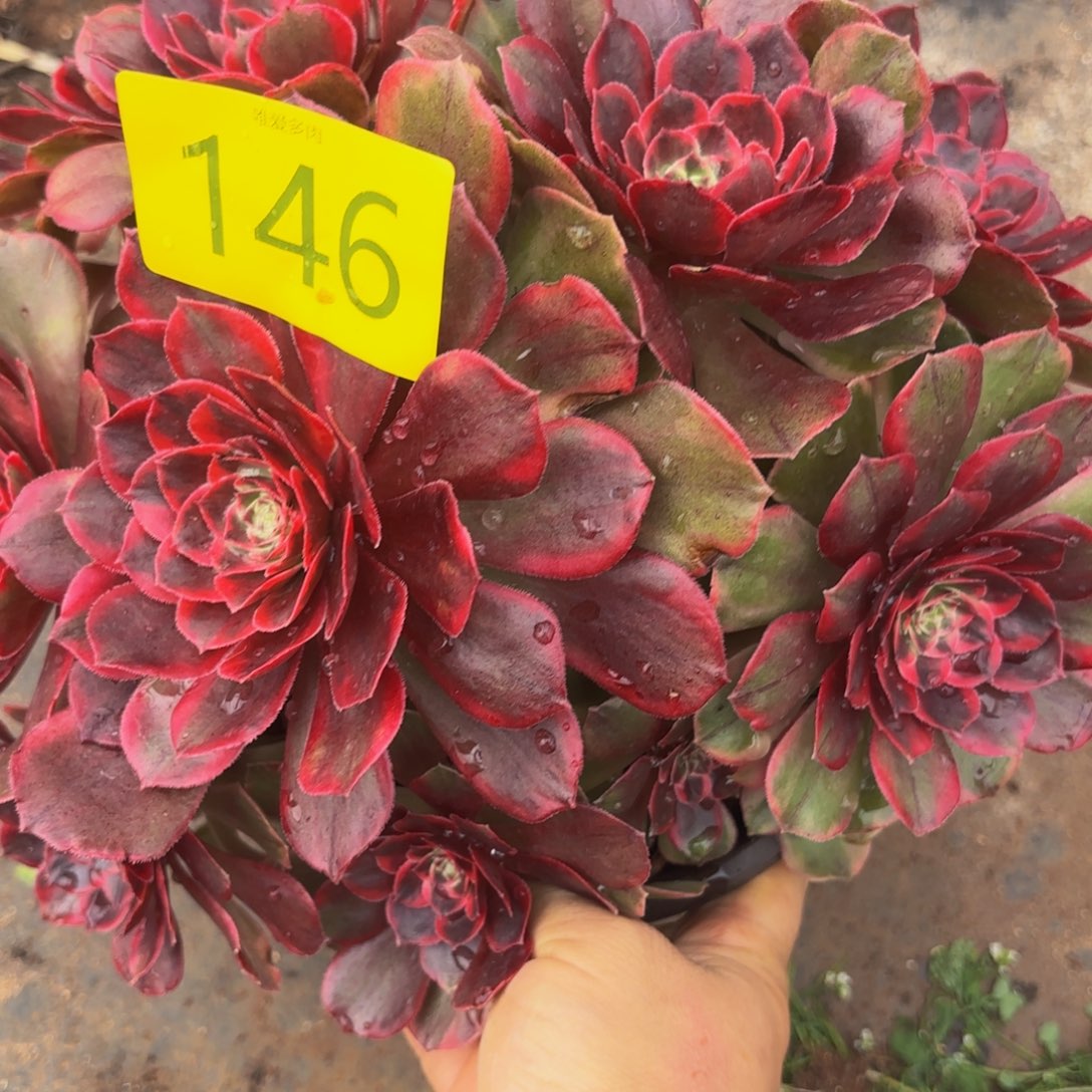 哈哈多肉葡萄多肉葡萄146