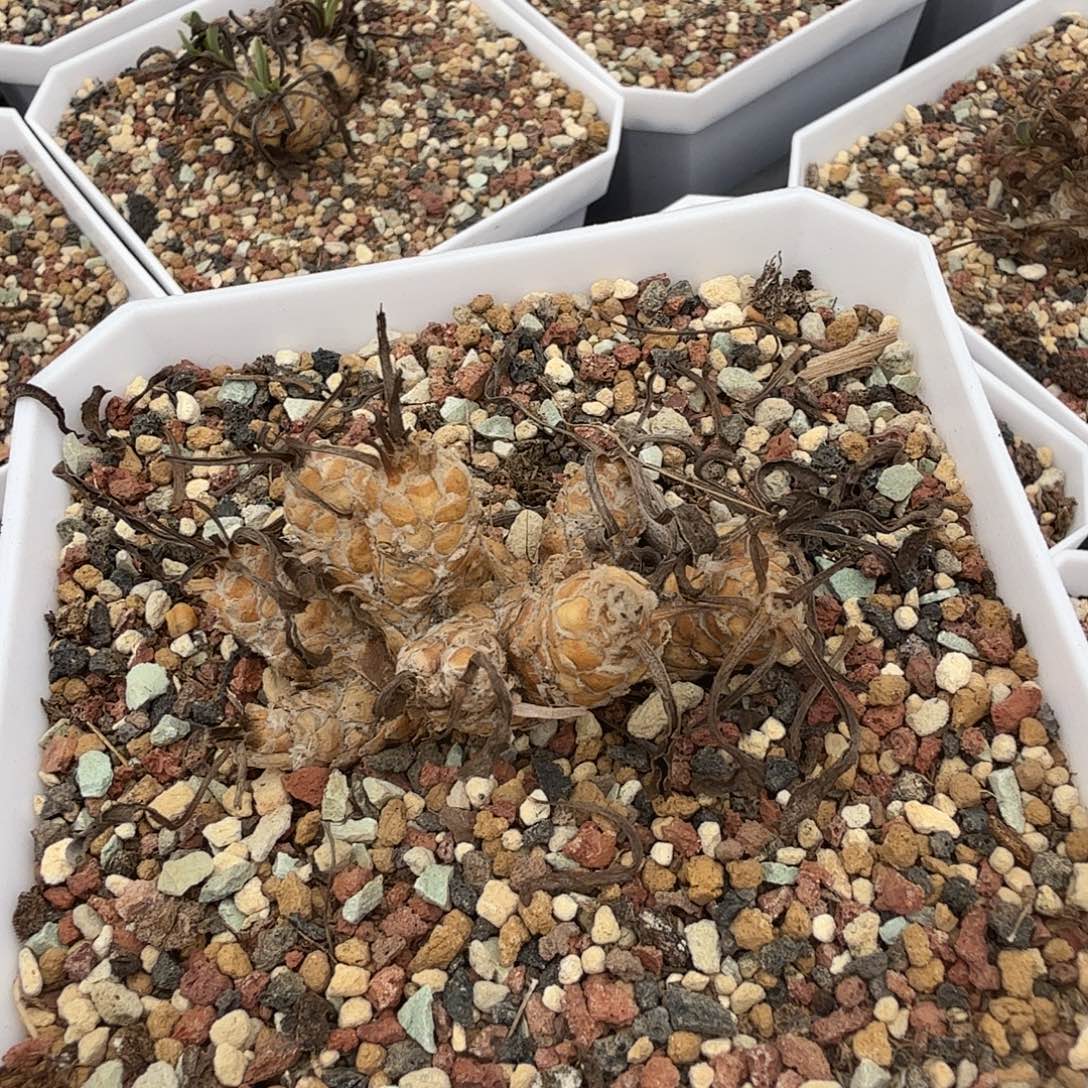 苏铁厚敦菊带10cm盆