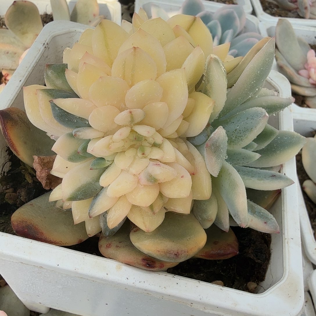 橙梦露锦缀，多肉植物