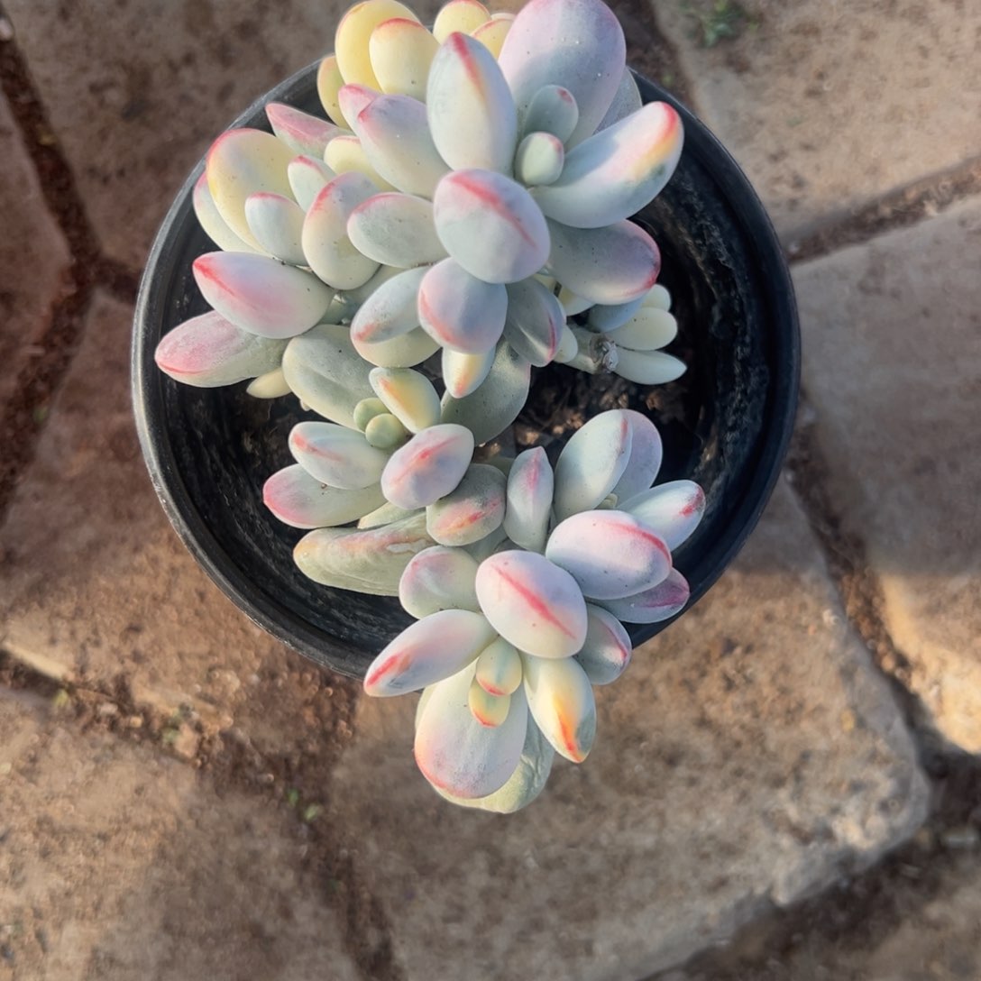 辰*岁多肉乒乓福娘锦2237号